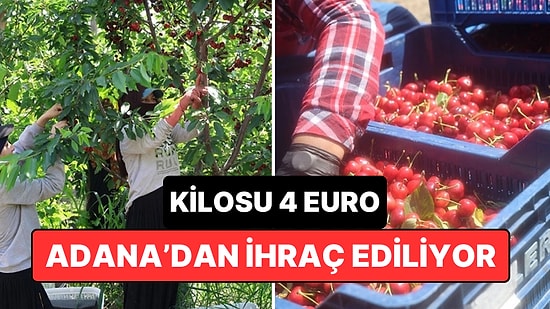 Çukurova’da İspanyol Kirazı Satışı: Adana’dan Avrupa’ya İhraç Ediliyor, Kilosu 4 Euroyu Buluyor!