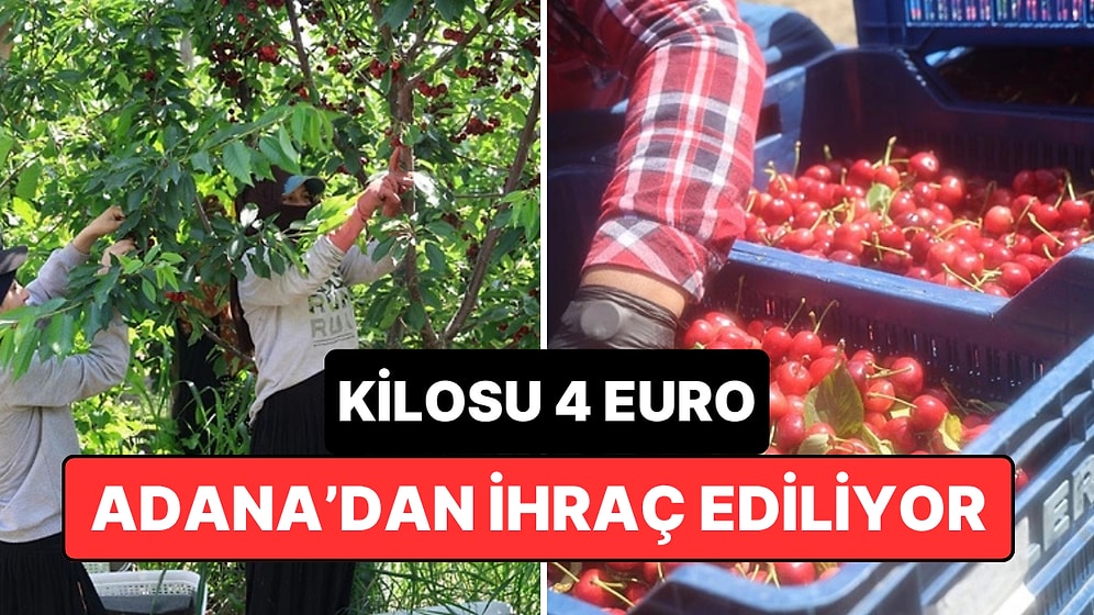 Çukurova’da İspanyol Kirazı Satışı: Adana’dan Avrupa’ya İhraç Ediliyor, Kilosu 4 Euroyu Buluyor!