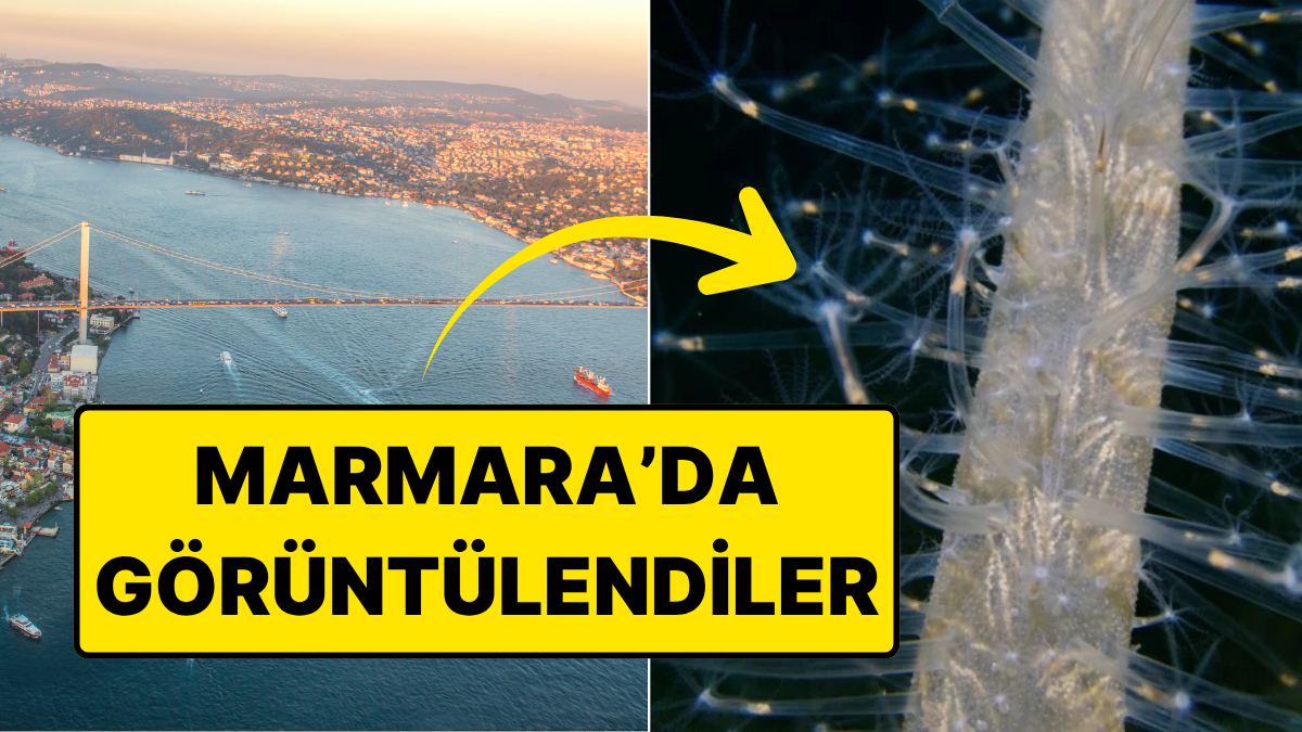 Büyükada Açıklarında Görüntülendi: Deniz Tavşanı ve Anemon Heyecan Yarattı!