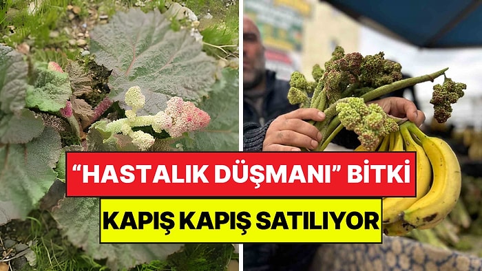 Dağların Şifalı Bitkisi Tezgaha İndi: Hastalık Düşmanı ‘Yayla Muzu’ 150 Liraya Satılıyor