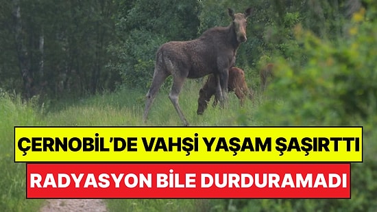 Çernobil’de Vahşi Yaşamı Radyasyon Bile Durduramadı: Gizemli Değişim Tespit Edildi