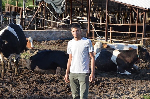 Çiftliğindeki 55 hayvandan 20'sinin sağmal süt ineği olduğunu belirten Çolak, günlük ortalama 250 litre süt üretimi gerçekleştiriyor.