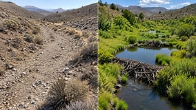 Beavers Reclaim America's Driest Desert and Turn Dried Creek into a Green Oasis