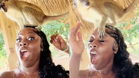 Photo Session Turns Into a Nightmare as Woman Posing With a Monkey Gets Shocked