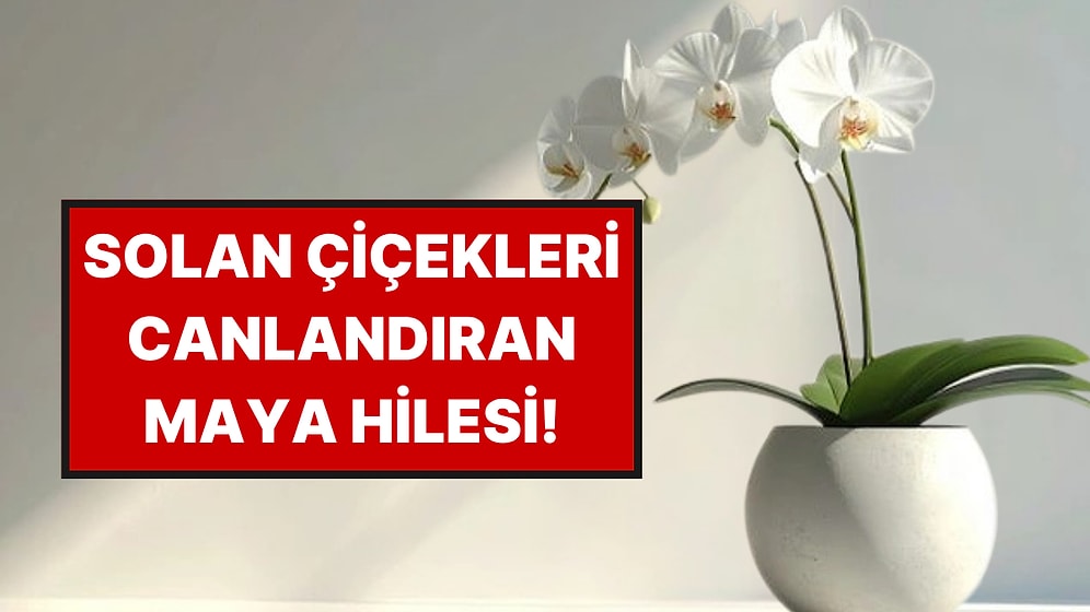 Saksıya Bir Kaşık Ucu Eklemeniz Yetiyor: Evdeki Tüm Çiçekler Açmak İçin Yarışacak