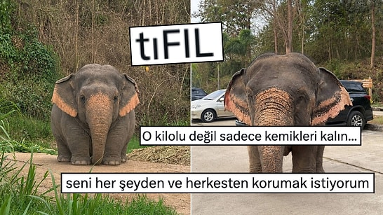 Tıknaz Olduğu İçin Diğer Filler Tarafından Zorbalandığı Söylenen Fil, Viral Oldu!