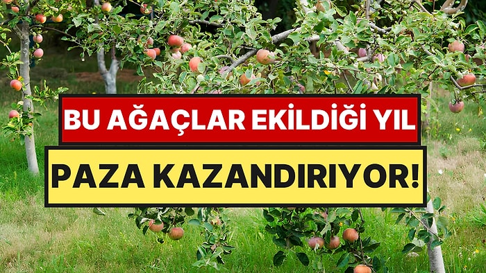 İlk Yılda Meyve Veren 6 Ağaç Türü Açıklandı: Dikildikten 1 Yıl Sonra Para Kazandırmaya Başlıyor