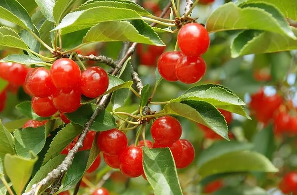 4. The Montmorency Cherry: