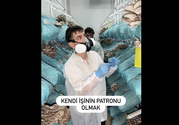İstiridye Mantarı Üretimi Neden Bu Kadar Popüler?