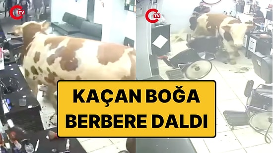 Sahibinin Elinden Kaçan Kurbanlık Boğa Berbere Girdi