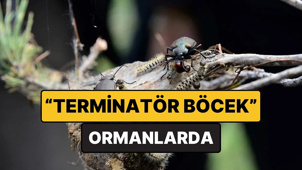 Ormanlara Biyolojik Kalkan Kuruldu: Zararlılara Karşı Doğal Mücadele Güçleniyor
