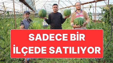 Kilosu 60 Liradan Satılan Çekirdek Karpuzun Hasadı Başladı: Türkiye’de Sadece Bir İlçede Satılıyor