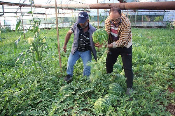Yaz mevsiminin en çok tüketilen meyvelerinin başında karpuz geliyor.