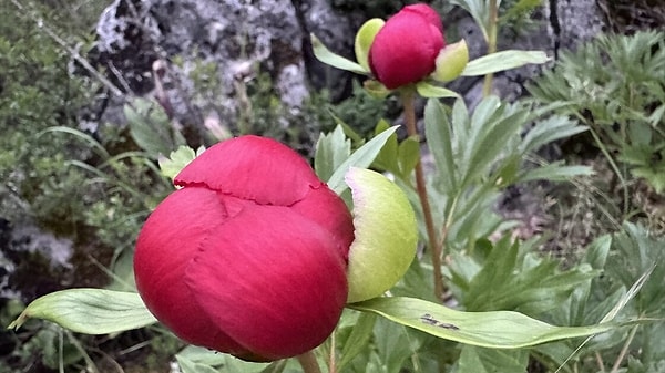 Meşe ağaçlarının arasında doğal olarak yayılım gösteren bitki, özellikle yüksek rakımlı bölgelerde dikkat çekici görüntüler oluşturuyor.