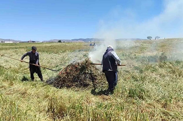 Gaziantep’in Araban Ovası’nda, bölgeye özgü geleneksel firik üretimi sezonu başladı.