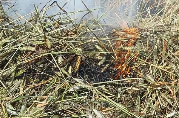 İşlem tamamlandıktan sonra ürünler harmanlanarak taneler ayrılıyor ve temizlenmek üzere Gaziantep’teki tesislere gönderiliyor.