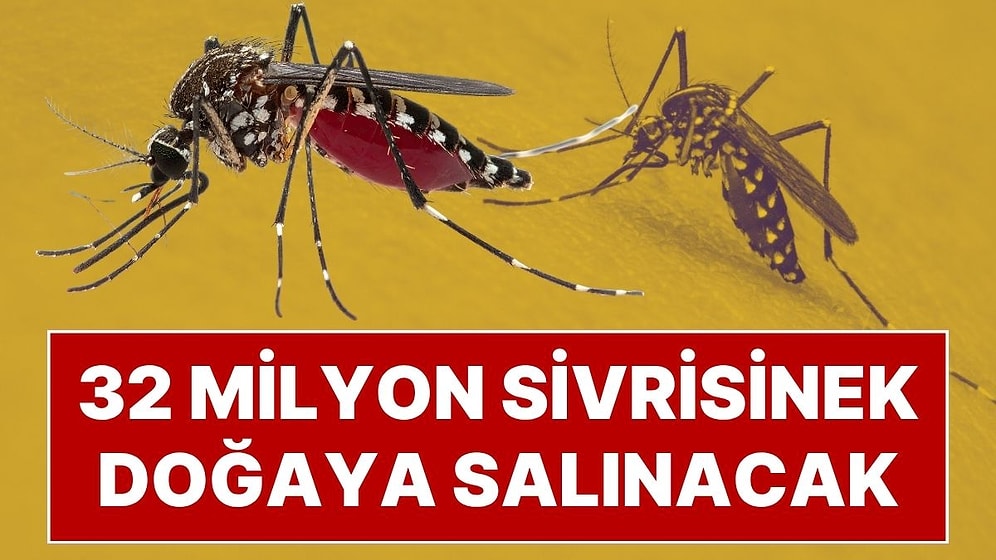 Hastalıklara Karşı İlginç Hamle: 32 Milyon Sivrisinek Doğaya Salınacak