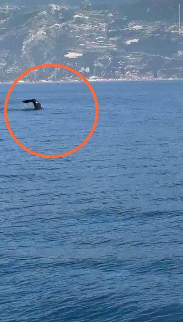 Hatay'ın Samandağ ilçesi Akdeniz açıklarında bir balinanın yüzdüğü anlar cep telefonu kamerasıyla kayıt altına aldı.