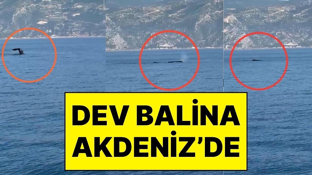 Akdeniz Açıklarında Görüntülenen Balina Heyecanlandırdı