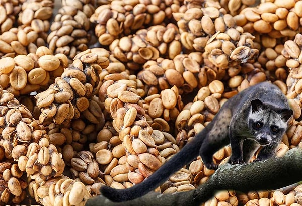 2. Dünyanın en pahalı kahvelerinden biri olan ve misk kedisinin sindirim sisteminden geçerek benzersiz bir aroma kazanan Kopi Luwak nerenin sembolüdür?
