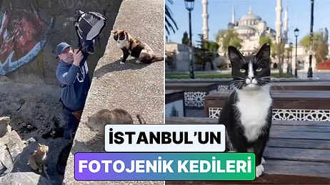 Resmen Poz Verdiler: Bir Kedi Fotoğrafçısının Objektifinden Tarihi Yarımada'nın Tüylü Sakinleri
