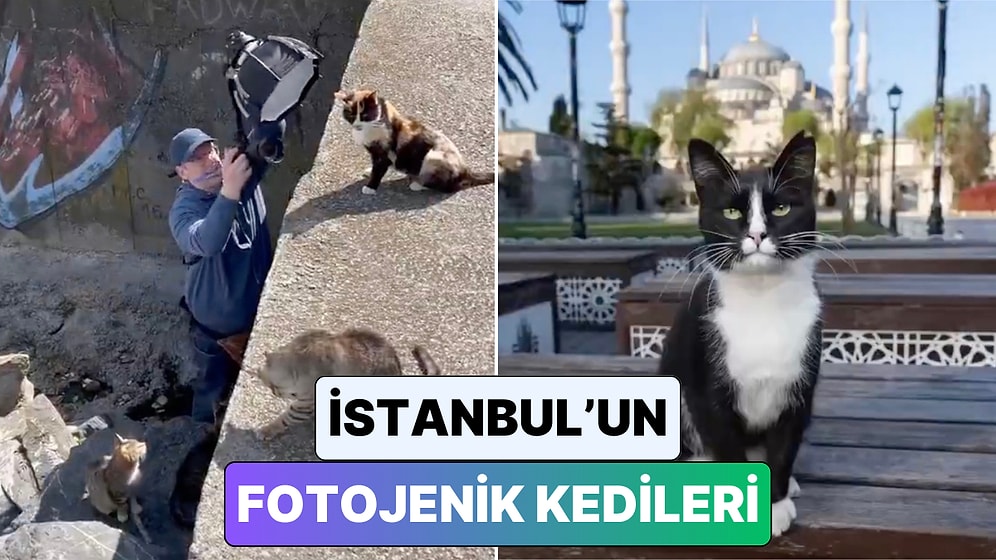 Resmen Poz Verdiler: Bir Kedi Fotoğrafçısının Objektifinden Tarihi Yarımada'nın Tüylü Sakinleri