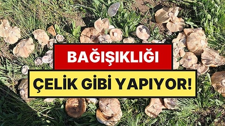 Doğada Kendiliğinden Yetişiyor, Bağışıklığı Çelik Gibi Yapıyor: Kilosu 300 Lira