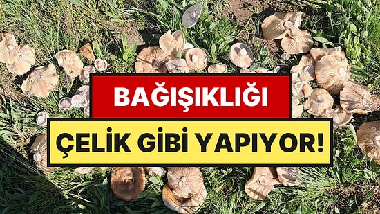 Doğada Kendiliğinden Yetişiyor, Bağışıklığı Çelik Gibi Yapıyor: Kilosu 300 Lira