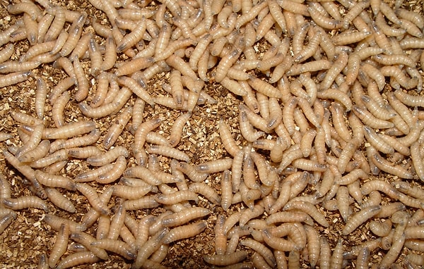 ABD Tarım Bakanlığı (USDA), Meksika sınırına yakın bir bölgedeki bir çiftlik hayvanında "Yeni Dünya vida kurdu" (screwworm) paraziti tespit edildiğini açıkladı.