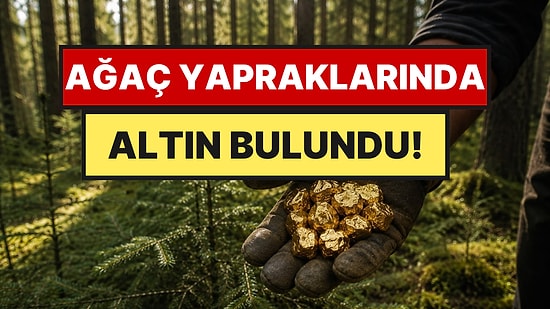 Bu Ağaçlar Altın Madenlerinin Yerini Ele Veriyor