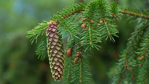 Experts emphasize that no one can strike it rich by cutting down pine or fir trees and extracting gold from their leaves, as the amount of metal present is merely microscopic.