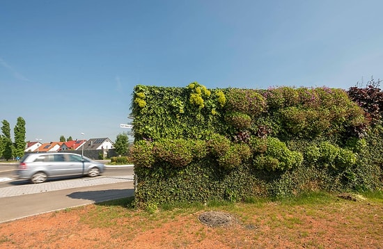 Concrete Garden Walls Are History: New Soundproof Trees Are Taking Over for Noise Control