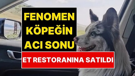 1.5 Milyon Takipçili Fenomen Köpek Et Restoranına Satılmış