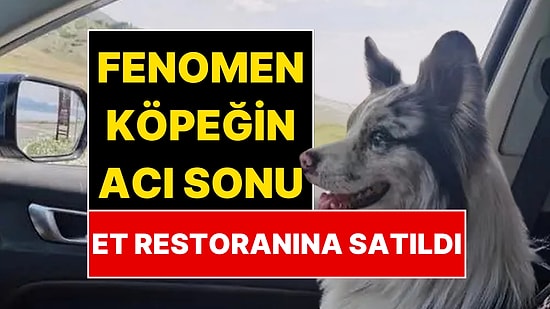1.5 Milyon Takipçili Fenomen Köpek Et Restoranına Satılmış