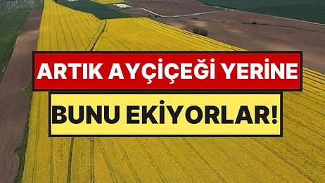 Tarlalarda Büyük Değişim: Ayçiçeği Yerine O Ürüne Yöneldiler