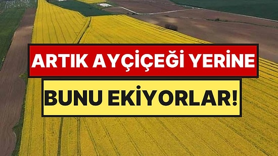 Tarlalarda Büyük Değişim: Ayçiçeği Yerine O Ürüne Yöneldiler