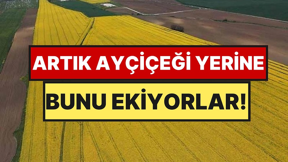 Tarlalarda Büyük Değişim: Ayçiçeği Yerine O Ürüne Yöneldiler