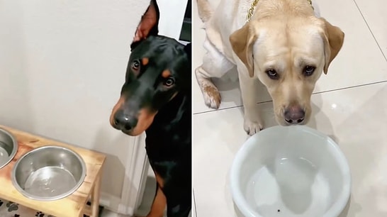 Not Amused: Dogs Give Hilarious Reactions to Being Pranked With Small Food Portions