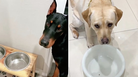 Not Amused: Dogs Give Hilarious Reactions to Being Pranked With Small Food Portions