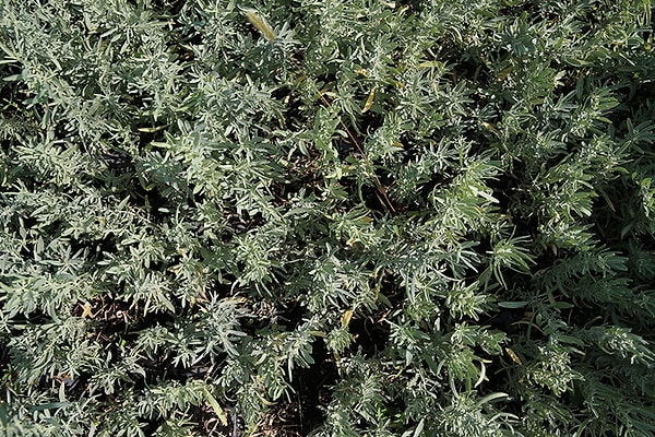 Doğal bariyer işlevi gören yapısıyla çevre felaketlerinin önüne geçiliyor