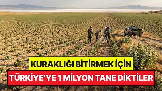 Türkiye'deki Kuraklığı Bitirmek İçin 1 Milyon Adet 'Mucize' Bitkisi Diktiler: Hedef 6 Milyon