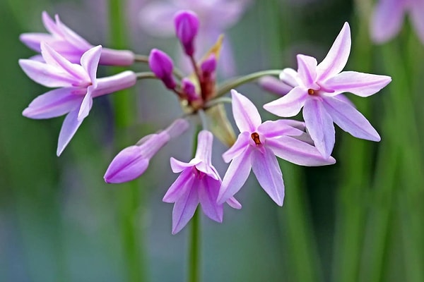Commonly known as "Society Garlic" or "Wild Garlic", Tulbaghia violacea is, in fact, not directly related to the garlic family.