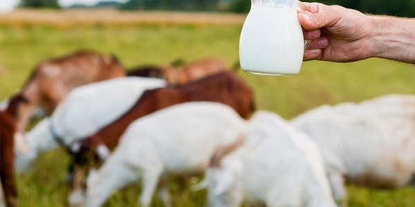 A glass of goat's milk contains approximately 9 grams of protein.