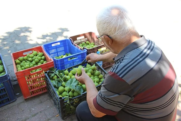 İçeriğindeki milyonlarca larva sayesinde meyvenin ballanması sağlanıyor