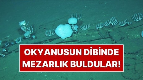 Okyanusun 7 Bin Metre Altında Dev Bir Mezarlık Keşfedildi