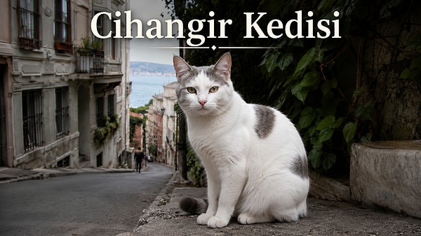 2. Cihangir kedileri: Bir tık bohem, bir tık yargılayıcı