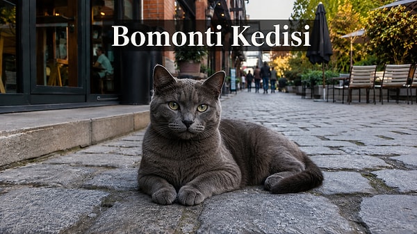 6. Bomonti kedileri: Sakin görünümlü konfor tutkunları