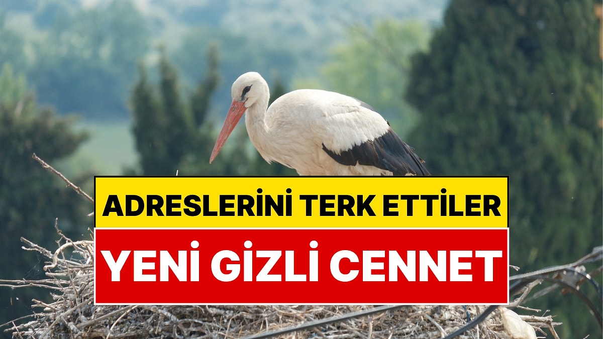 Türkiye’nin O Bölgesinde Neredeyse Her İki Haneye Bir Leylek Düşüyor