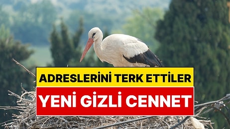 Türkiye’nin O Bölgesinde Neredeyse Her İki Haneye Bir Leylek Düşüyor