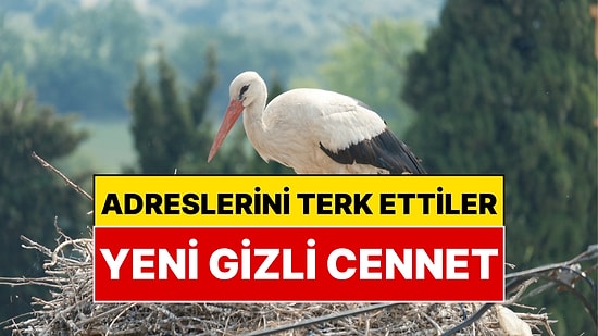 Türkiye’nin O Bölgesinde Neredeyse Her İki Haneye Bir Leylek Düşüyor